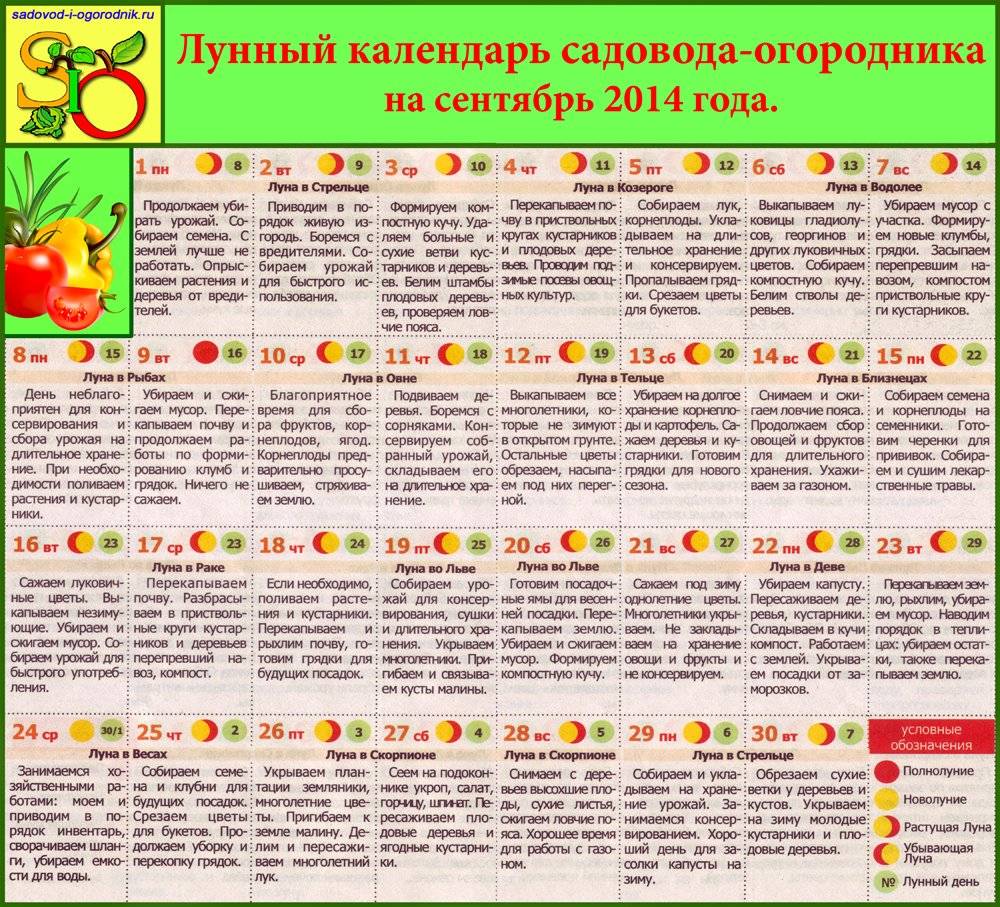 Когда убирать морковь с грядки и как правильно ее хранить
