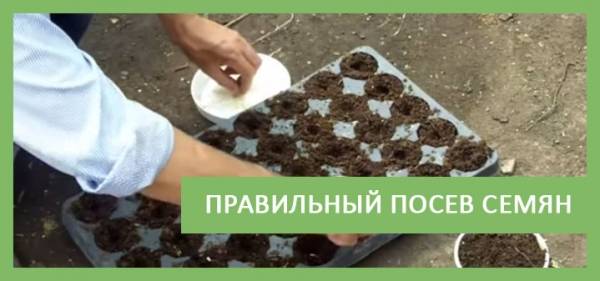 Как и когда сажать семена огурцов на рассаду