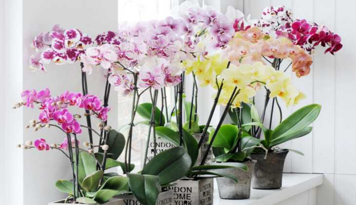 Сколько времени цветет орхидея в домашних условиях, как продлить цветение, как долго и сколько дней, лет цветут орхидеи в горшке, когда повторное цветение