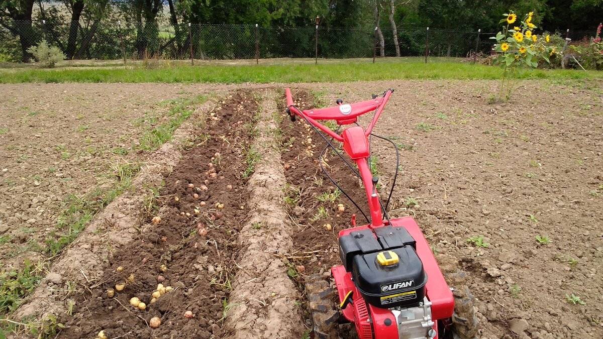 Как сажать, выращивать и собирать картофель с помощью толкающего трактора