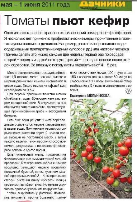 Марганцовка от фитофторы на помидорах: можно ли поливать, когда и как обрабатывать