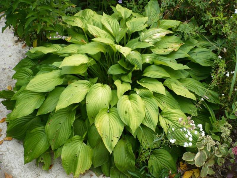 Хоста форчуна «альбопикта» (hosta fortunei albopicta)