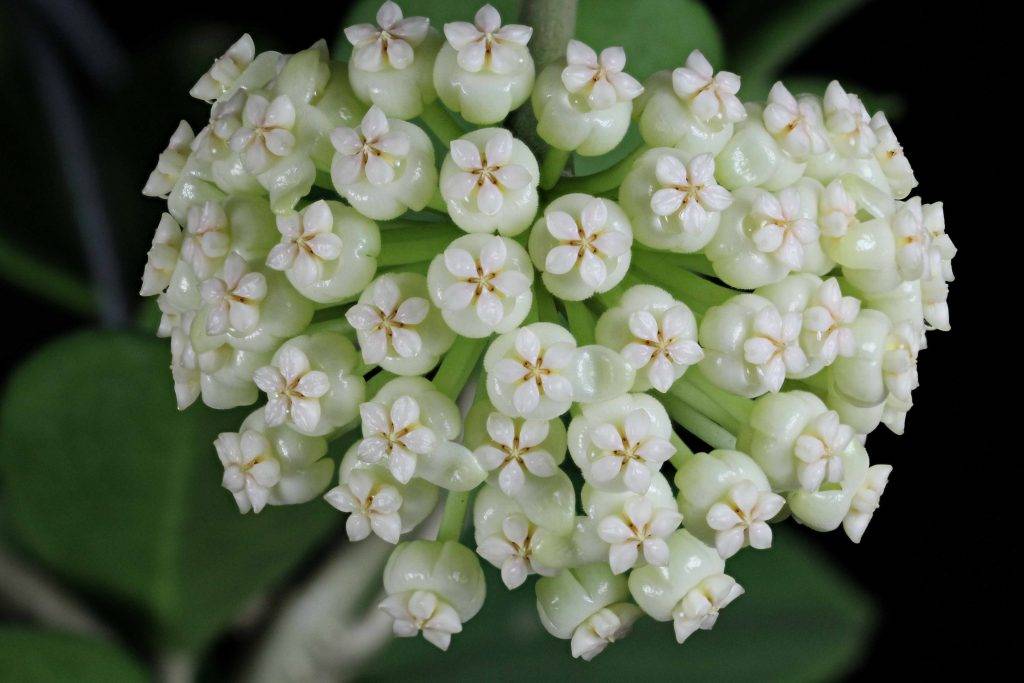 Хойя (hoya). уход, размножение, формирование, цветение. | floplants. о комнатных растениях