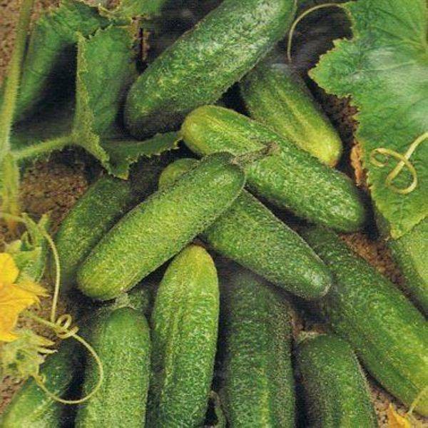 Самые урожайные огурцы для открытого грунта - обзор сортов с названиями, характеристиками и отзывами