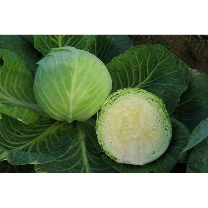 Капуста: виды (белокочанная, савойская, брокколи, брюссельская), описание 33 лучших сортов, особенности агротехники (фото & видео) +отзывы