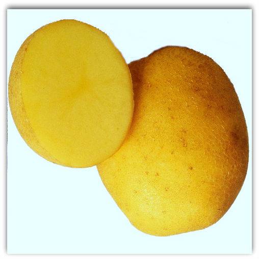 Венета картофель характеристика отзывы. Сорт картофеля Венета. Семенной картофель Винета. Картошка сорт Винета.