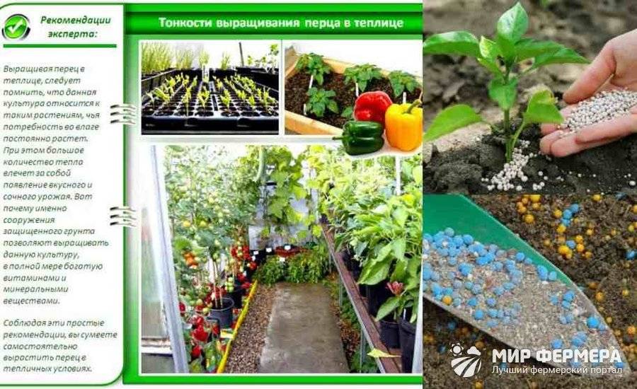 Полив перца в открытом грунте и теплице: как правильно и часто поливать перец – сад и огород своими руками