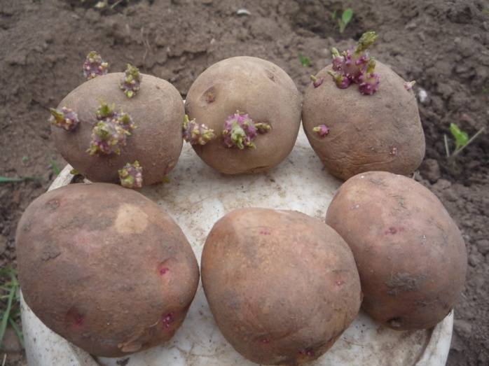 Яровизация картофеля перед посадкой в домашних