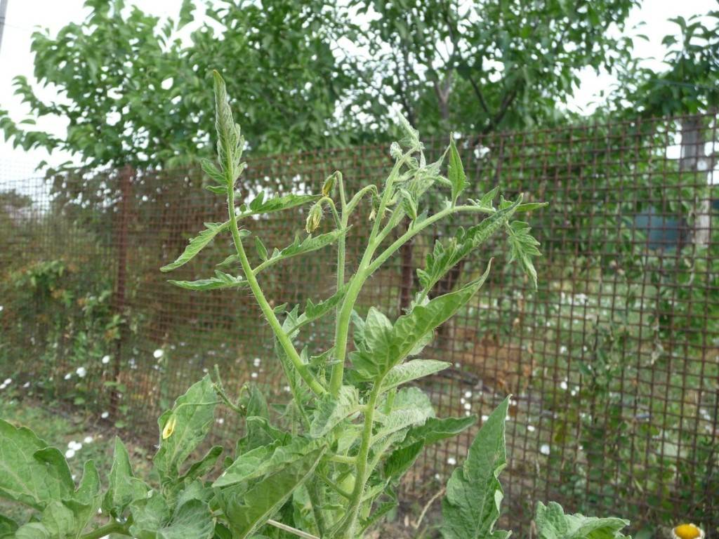 Столбур рассады томатов фото и их лечение