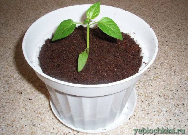 Выращивание острого перца в домашних условиях на подоконнике
