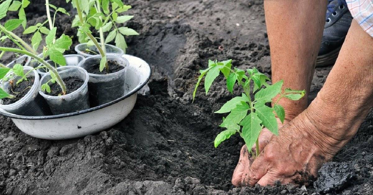Уход за рассадой помидоров в домашних условиях, правила выращивания