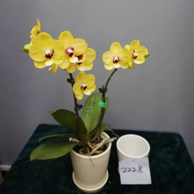Розовые орхидеи: сорта и их описание