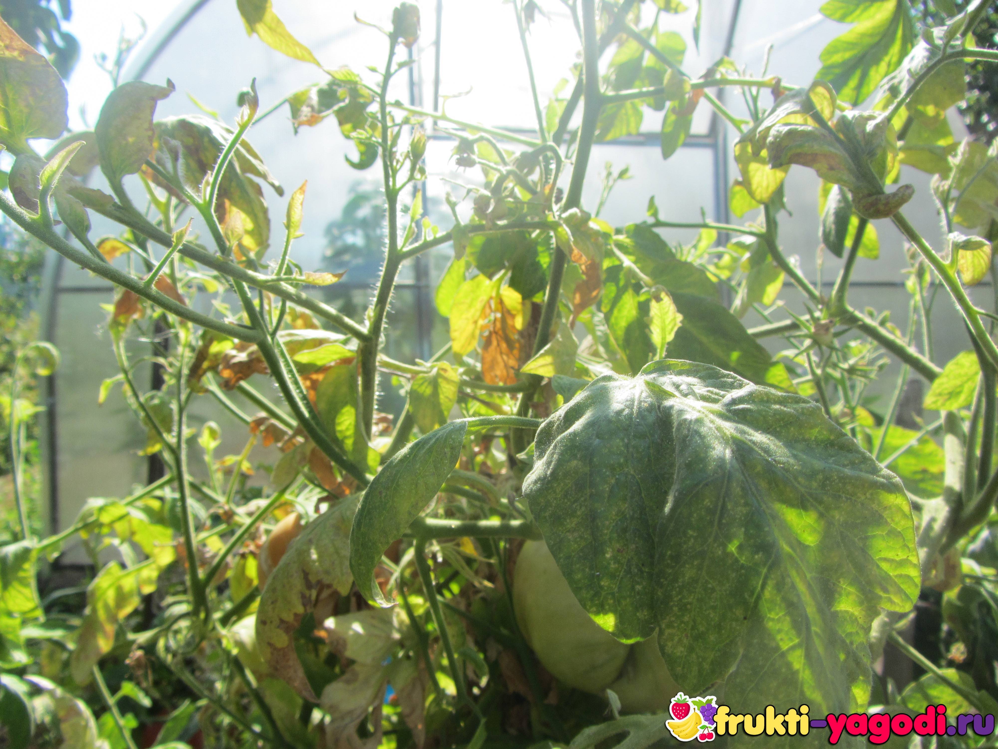 Почему помидоры не цветут что делать, если не завязываются томаты в теплице и в открытом грунте