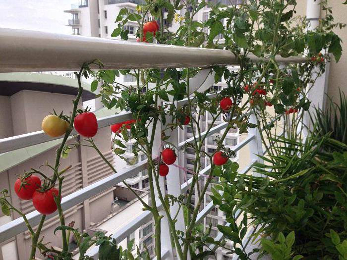 Помидоры на балконе: выращивание пошагово с фото