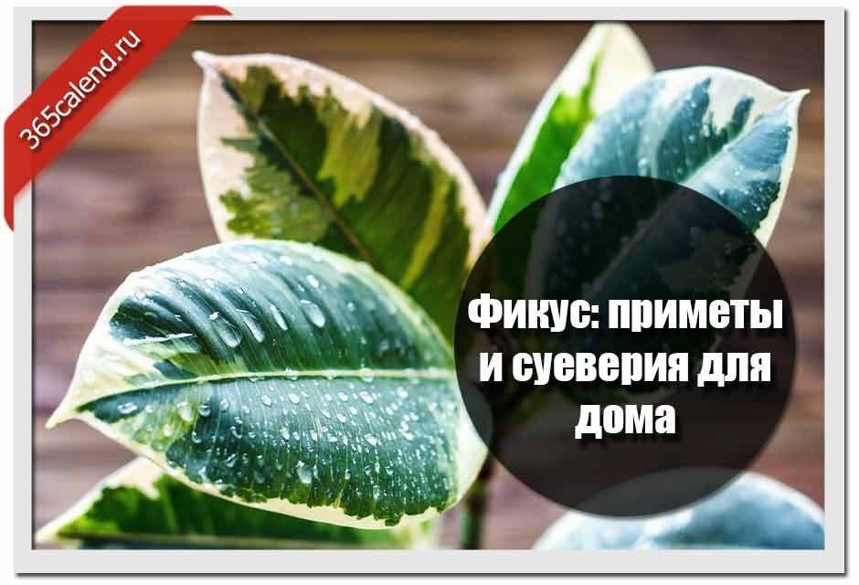 Фикус: приметы и суеверия, можно ли держать дома