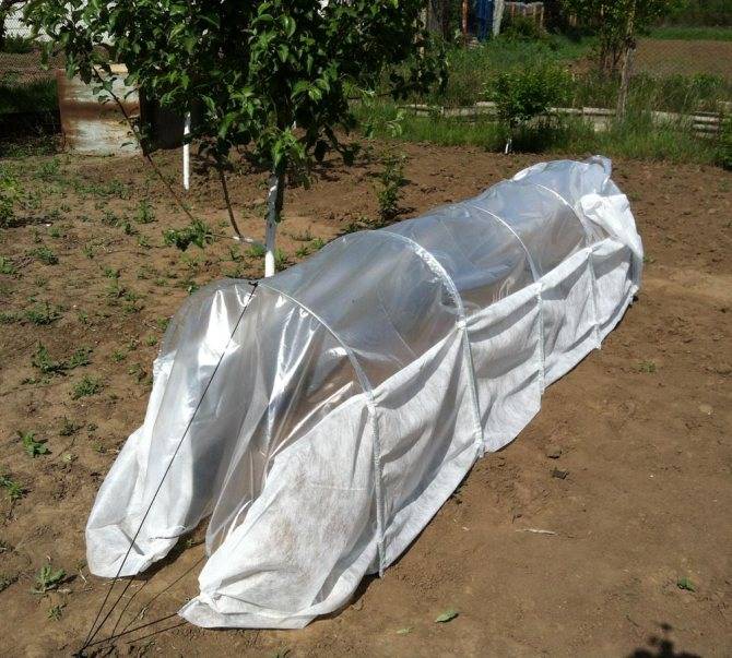 Как сделать укрытие для помидор. технология выращивания помидоров в открытом грунте как сажать помидоры под укрывной материал