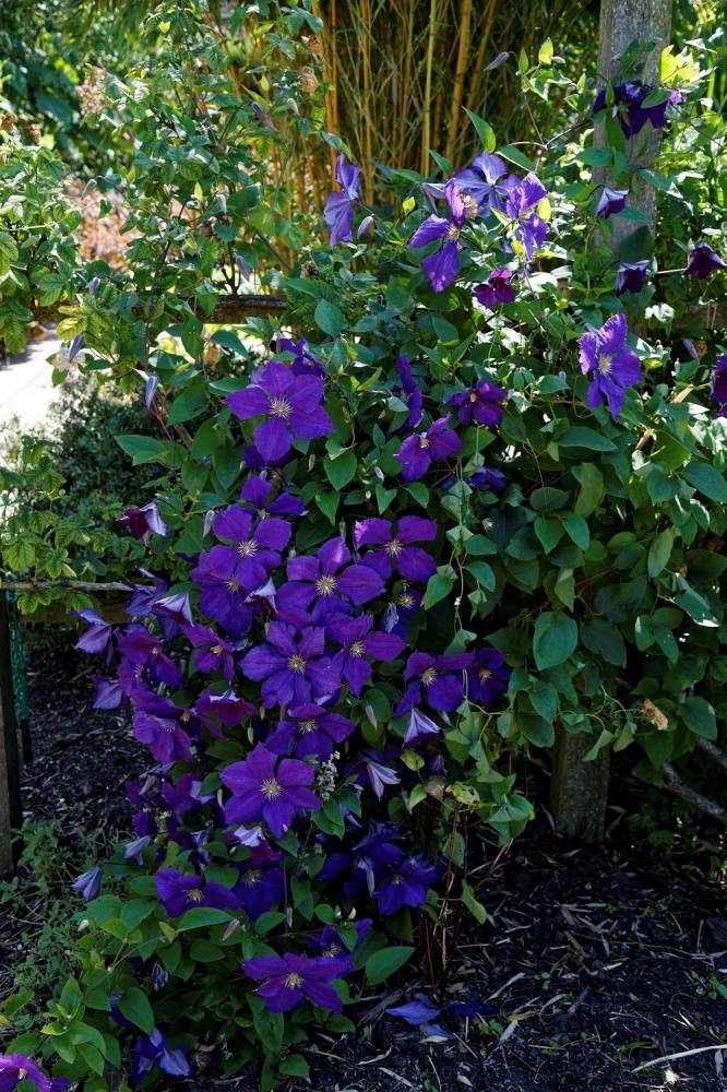 Клематис этуаль виолет (etoile violette): фото и описание сорта, отзывы, посадка и уход