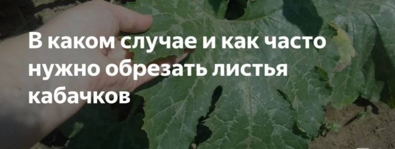 Схема, как нужно формировать и прищипывать кабачки в открытом грунте