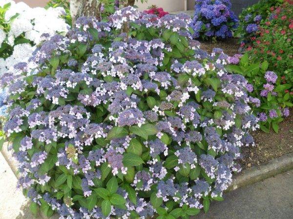 Гортензия шершавая саржента - дневник садовода flowersdi.ru