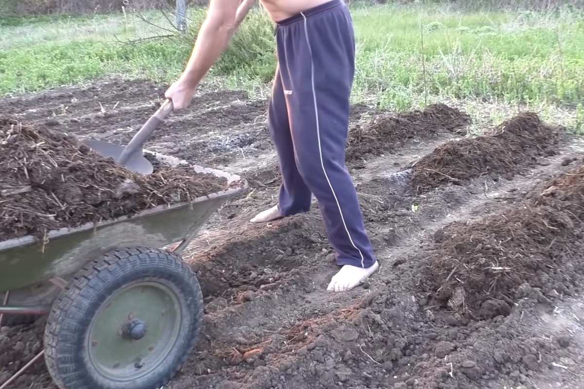 Как и зачем окучивать картошку