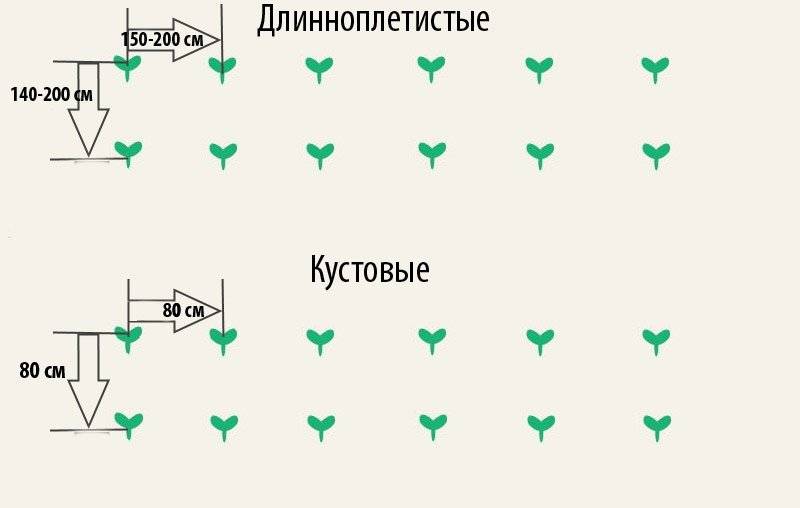 Посадка кабачков в открытый грунт: любительское руководство