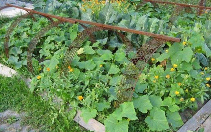 Что посадить после огурцов на следующий год: севооборот, лучшие варианты