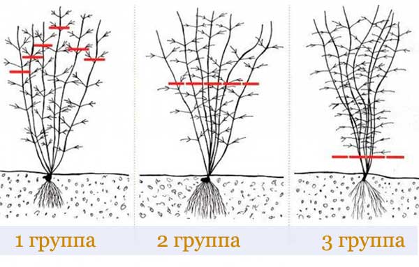 Как укрыть клематис на зиму в средней полосе?