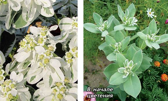 Эуфорбия маргината: выращивание цветка из семян