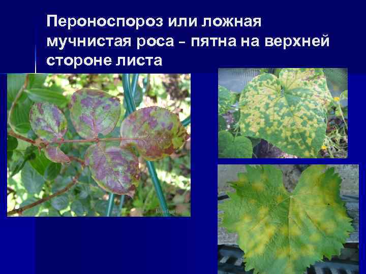 Ложная мучнистая роса или пероноспороз огурца - agroflora.ru