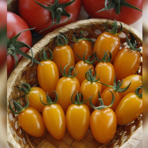 Томат медовый: описание сорта, выращивание, отзывы, фото