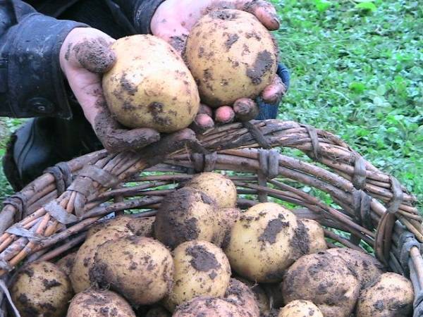 Картофель зекура: описание сорта, отзывы, фото, выращивание