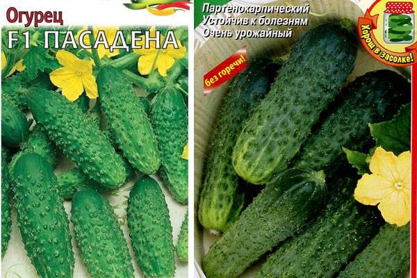 Огурец фурор f1: описание сорта, отзывы, фото, посадка, уход, характеристика