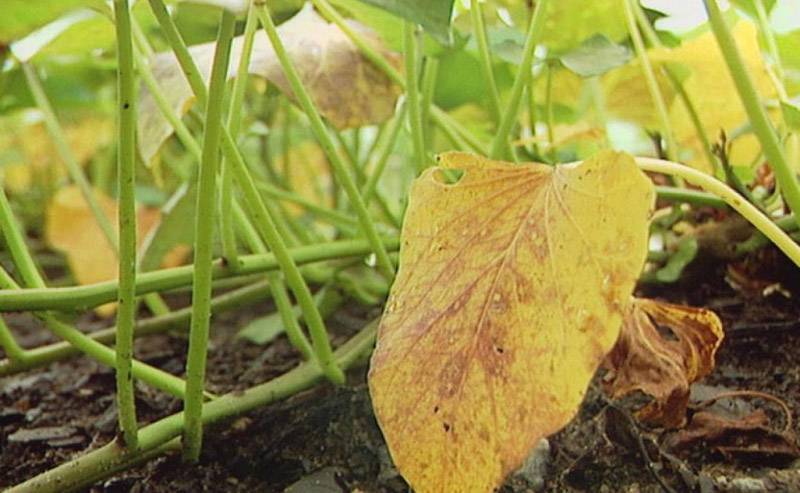Почему желтеют, сохнут и скручиваются листья огурцов?