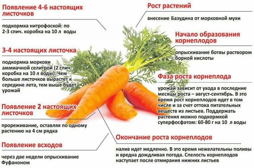 Чем подкормить морковь в июне – применение мочевины, соли, настроя крапивы, йода, коровяка, суперфосфата и других добавок
