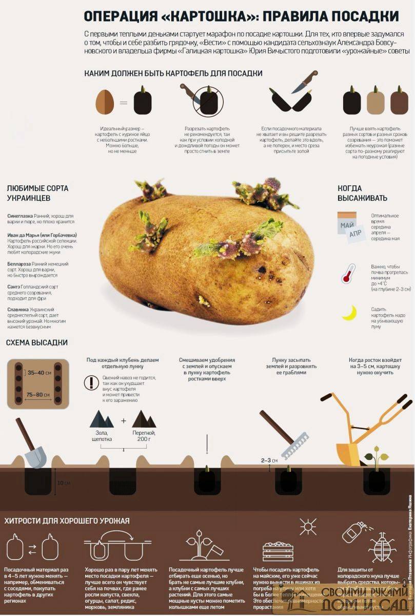 На каком расстоянии сажать картофель. Как разметить где сажать картошку.