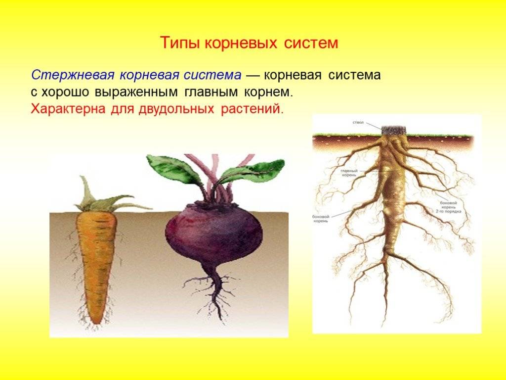 Корневые корни у каких растений. Стержневая корневая система и мочковатая корневая. Стержневая и мочковатая система корня. Стержневая корневая система 6 класс. Стержневая корневая система главный и боковые корни.