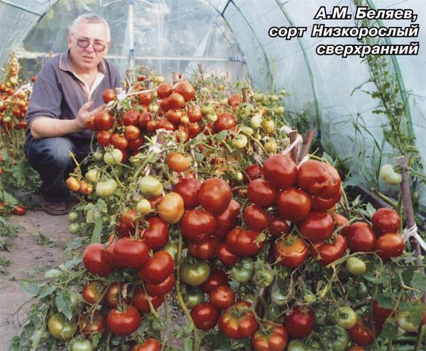 ✅ о томате лабрадор: описание сорта, характеристики помидоров, посев - tehnomir32.ru