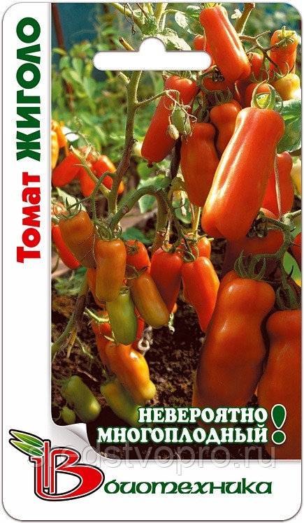 Томат жиголо: описание сорта помидоров, отзывы о нем, фото выращенного урожая и секреты ухода от опытных дачников