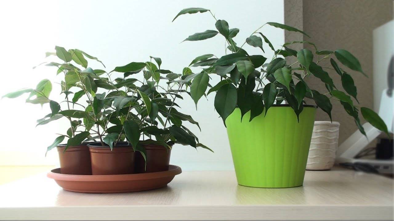 Фикус бенджамина или альфреда (ficus benjamina). уход, размножение, формирование.