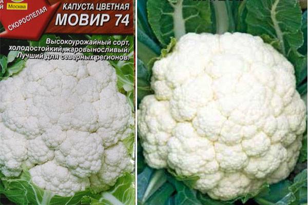 Цветная капуста мовир 74 отзывы - ogorod.guru