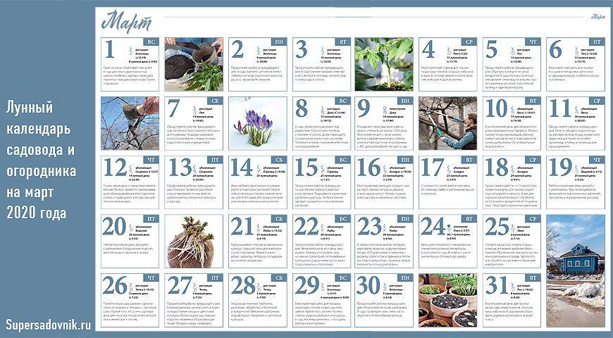 Лунный посевной календарь на июль 2021 для садовода, огородника и цветовода