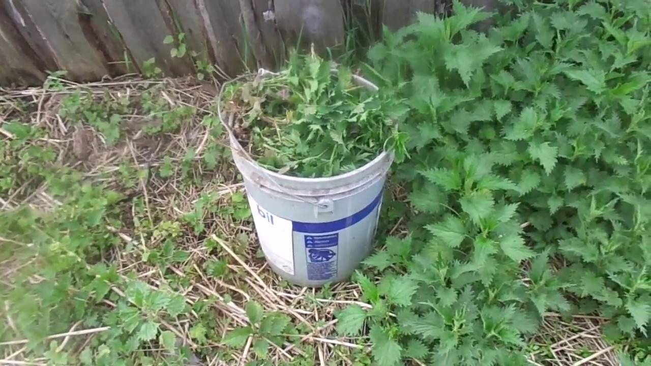 Как приготовить удобрение из крапивы для помидоров и огурцов