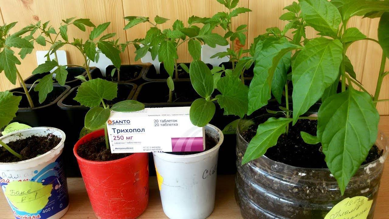 Трихопол для помидоров: как обрабатывать рассаду, как разводить и опрыскивать