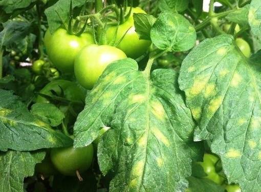 Почему помидоры желтеют в теплице: листья, рассада, что делать, фото, видео