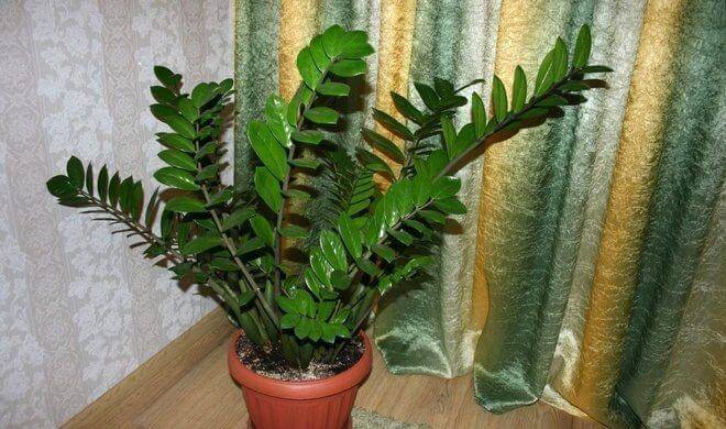 Замиокулькас zamioculcas - уход, пересадка, проблемы выращивания