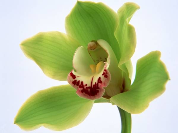 Как выглядит орхидея в горшке: фото, особенности и виды с названиями - sadovnikam.ru