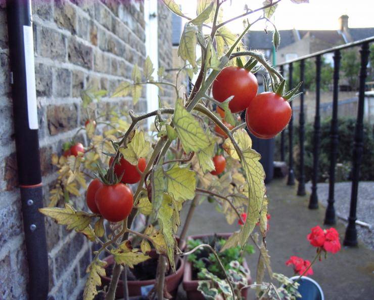 Как сажают помидоры на балконе