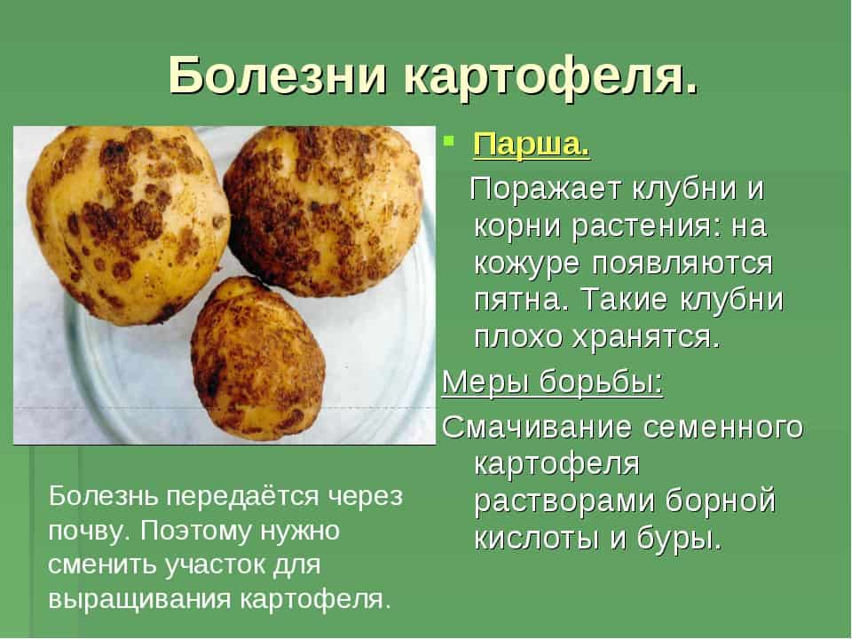 Болезни картофеля - описание и фото - agroflora.ru