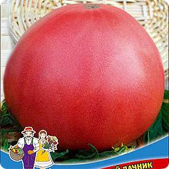 Сорт томат «уральский гигант»: описание, отзывы, фото, урожайность – все о томатах. выращивание томатов. сорта и рассада.