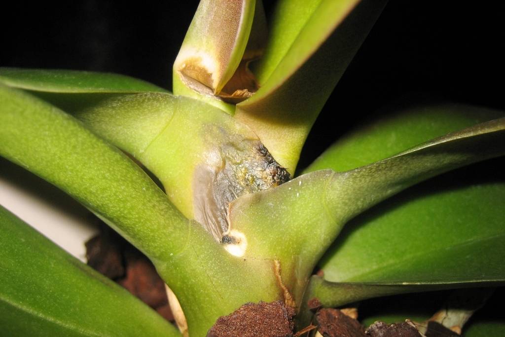 Как распознать и устранить вредителей орхидей? фото и полезные советы